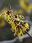 Hamamelis mollis2